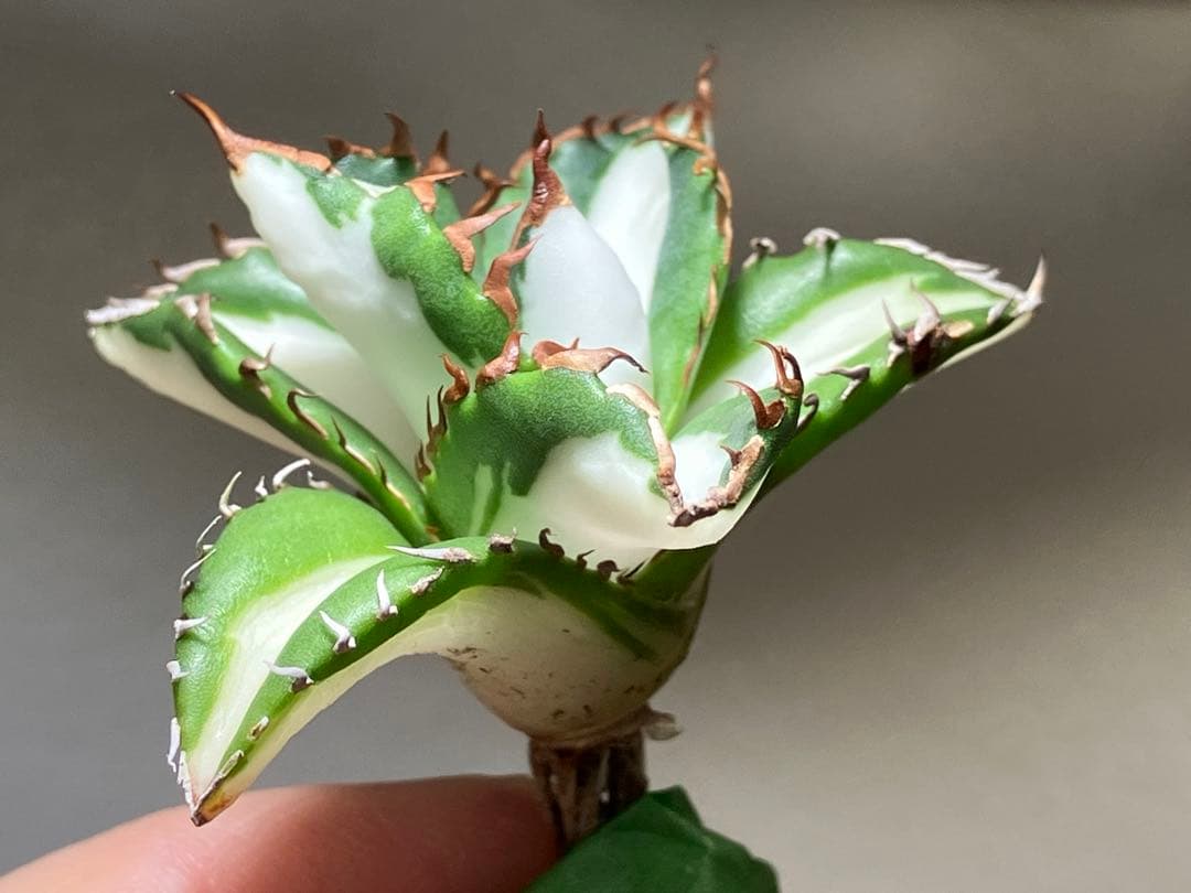 サ*店様 【オークション】選抜　強棘　美株　アガべ　チタノタ　太陽神錦　白中斑