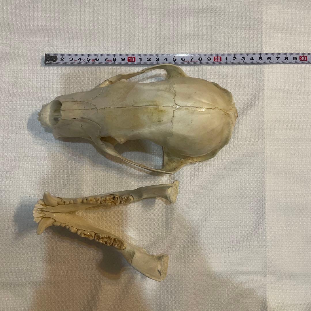 熊 ツキノワグマ 頭蓋骨 頭骨