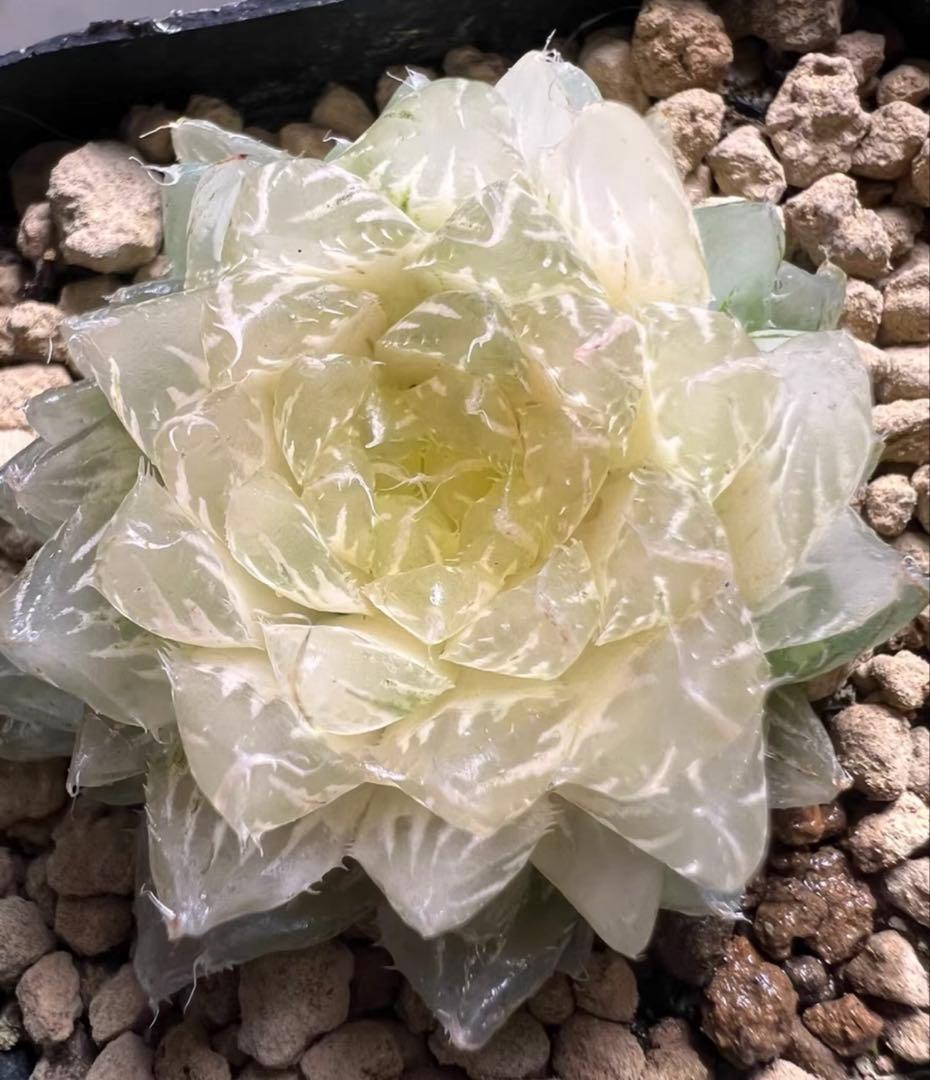 あ*ん様 多肉植物　ハオルチア　翠雲錦　フラワー型　糊斑　超美品