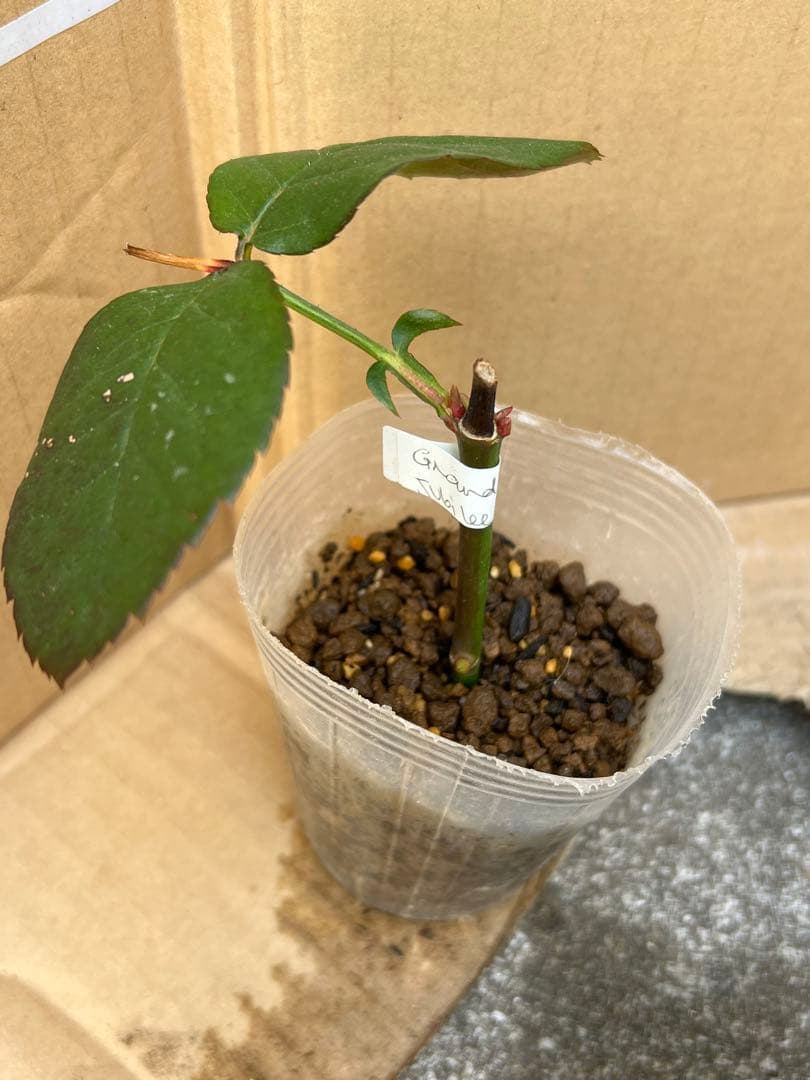 「モン&ミーママ」切り花品種バラ苗　レアバラ　4点