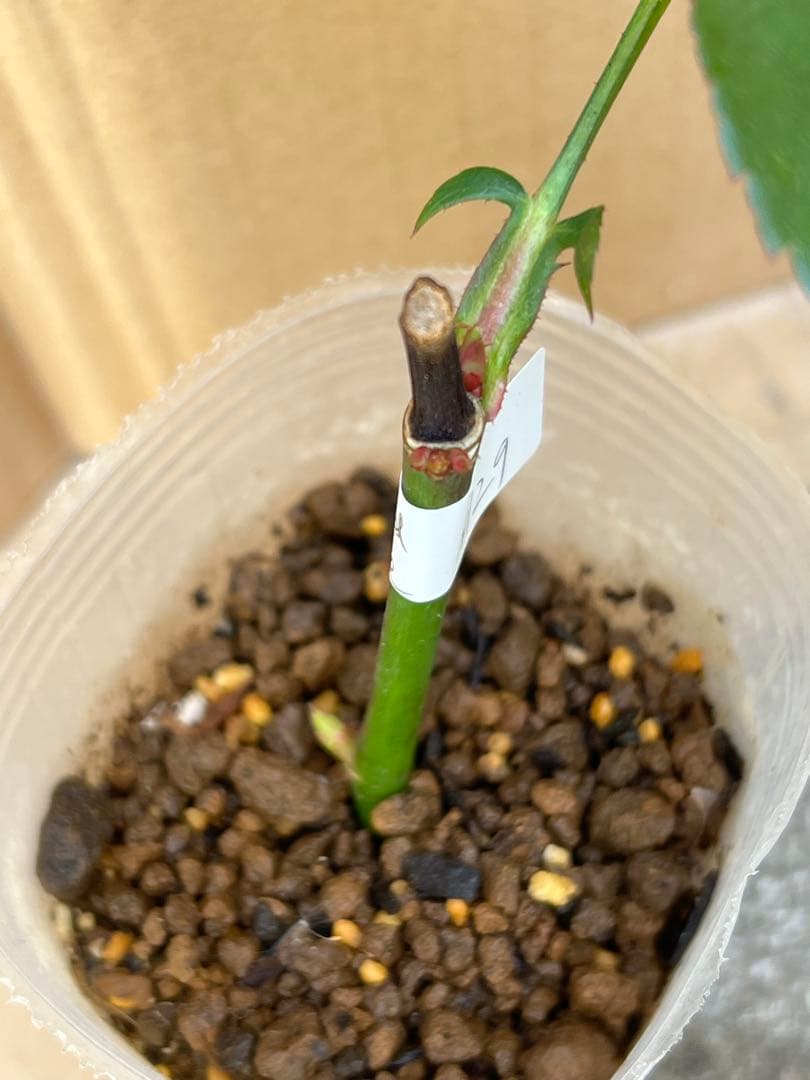 「モン&ミーママ」切り花品種バラ苗　レアバラ　4点