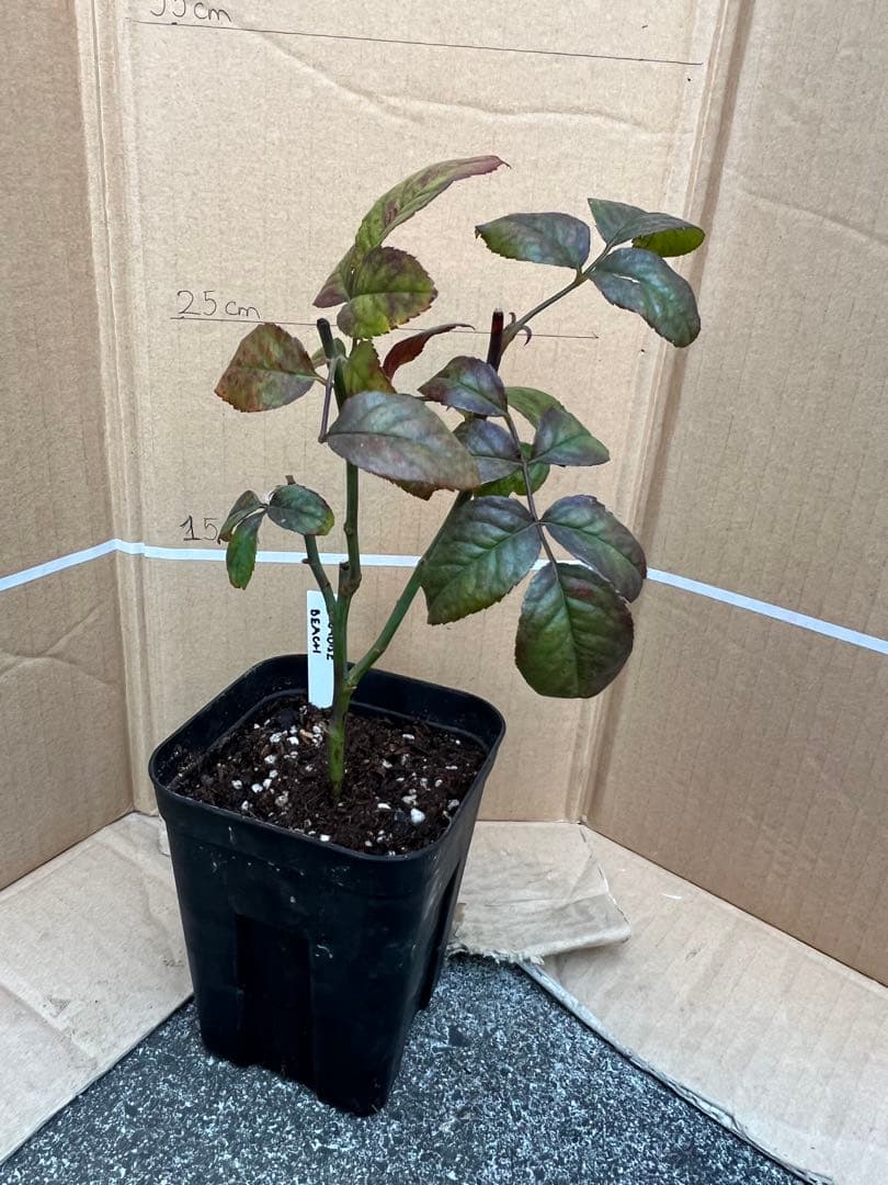 「モン&ミーママ」切り花品種バラ苗　レアバラ　4点