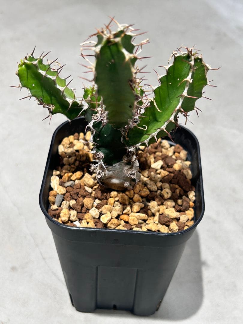 ユーフォルビア　ムランジーナ　B