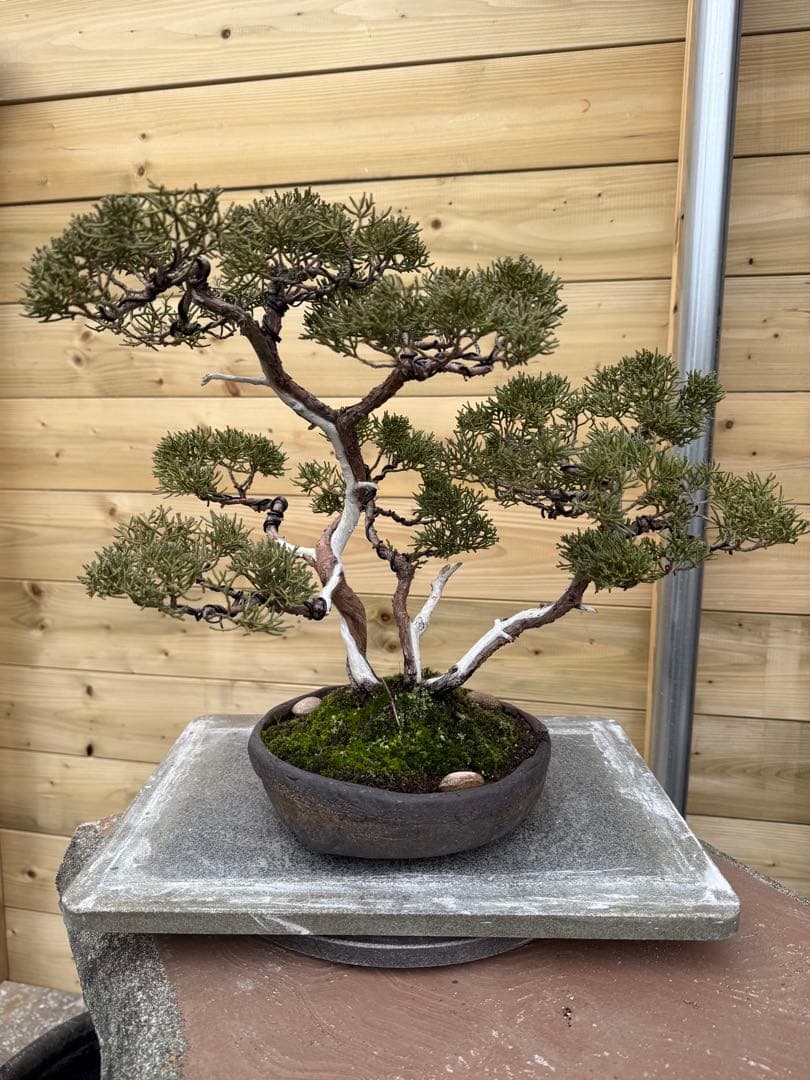 憲*様 真柏 株立ち 盆栽 樹高約35cm Juniperus 中品盆栽