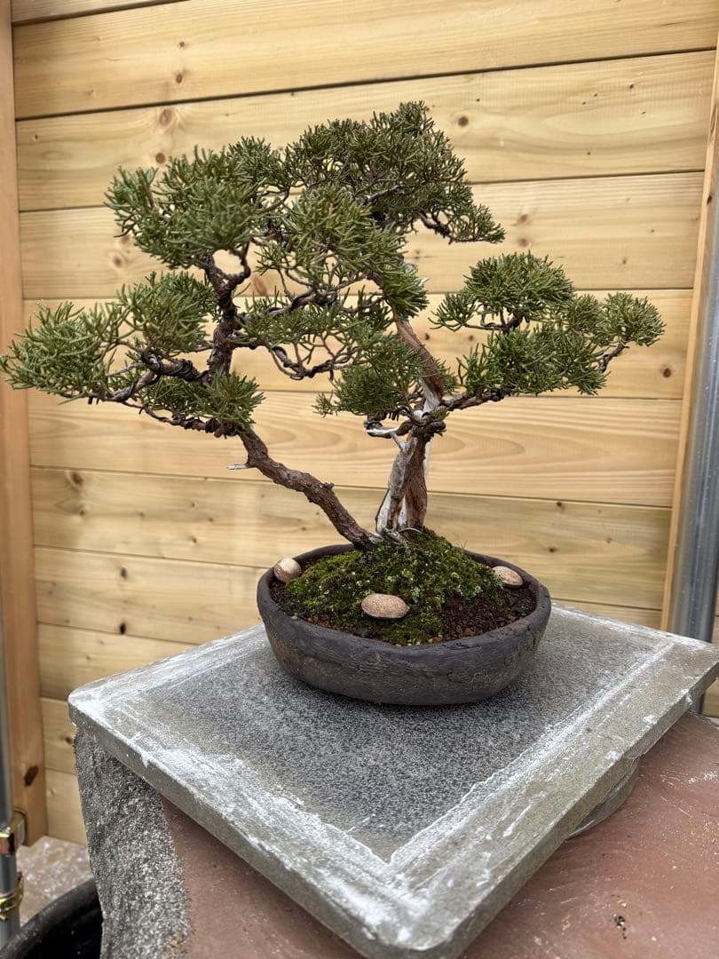 憲*様 真柏 株立ち 盆栽 樹高約35cm Juniperus 中品盆栽