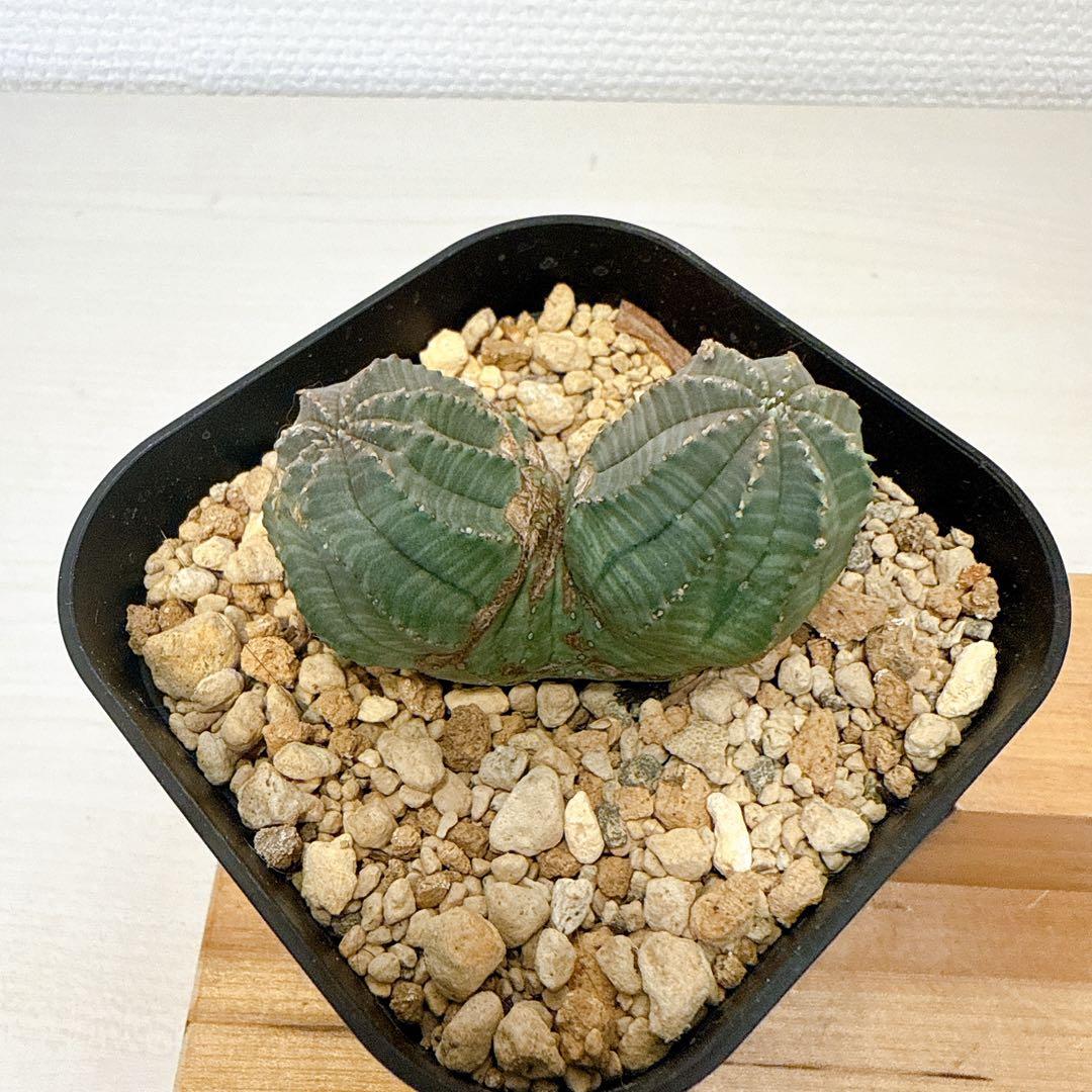 2頭オベサ【発根済】ユーフォルビア/バリダ ホリダ