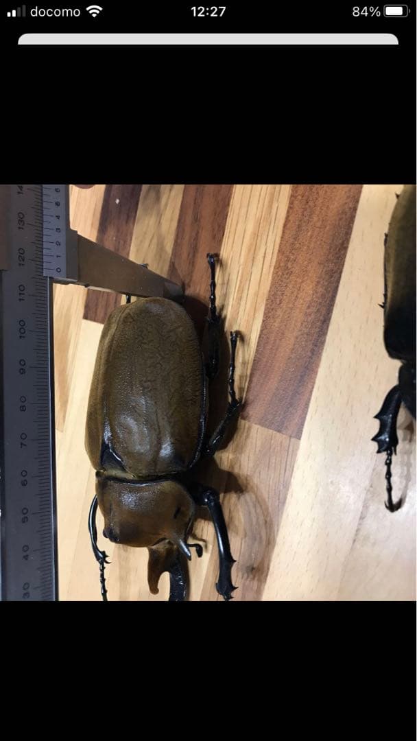 【HiЯ∅】エレファスゾウカブト♂♀ペア　標本