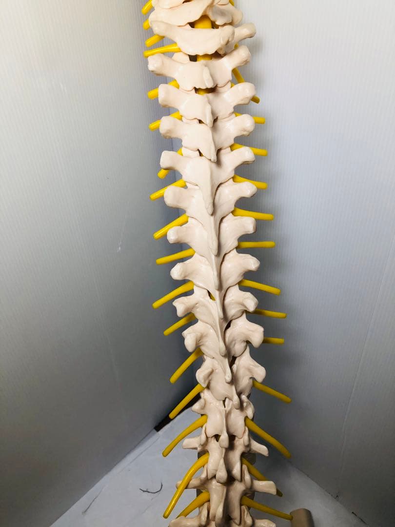 人体模型 骨格模型 脊柱模型 骨 人体骨格模型 脊椎骨盤模型　台座無し
