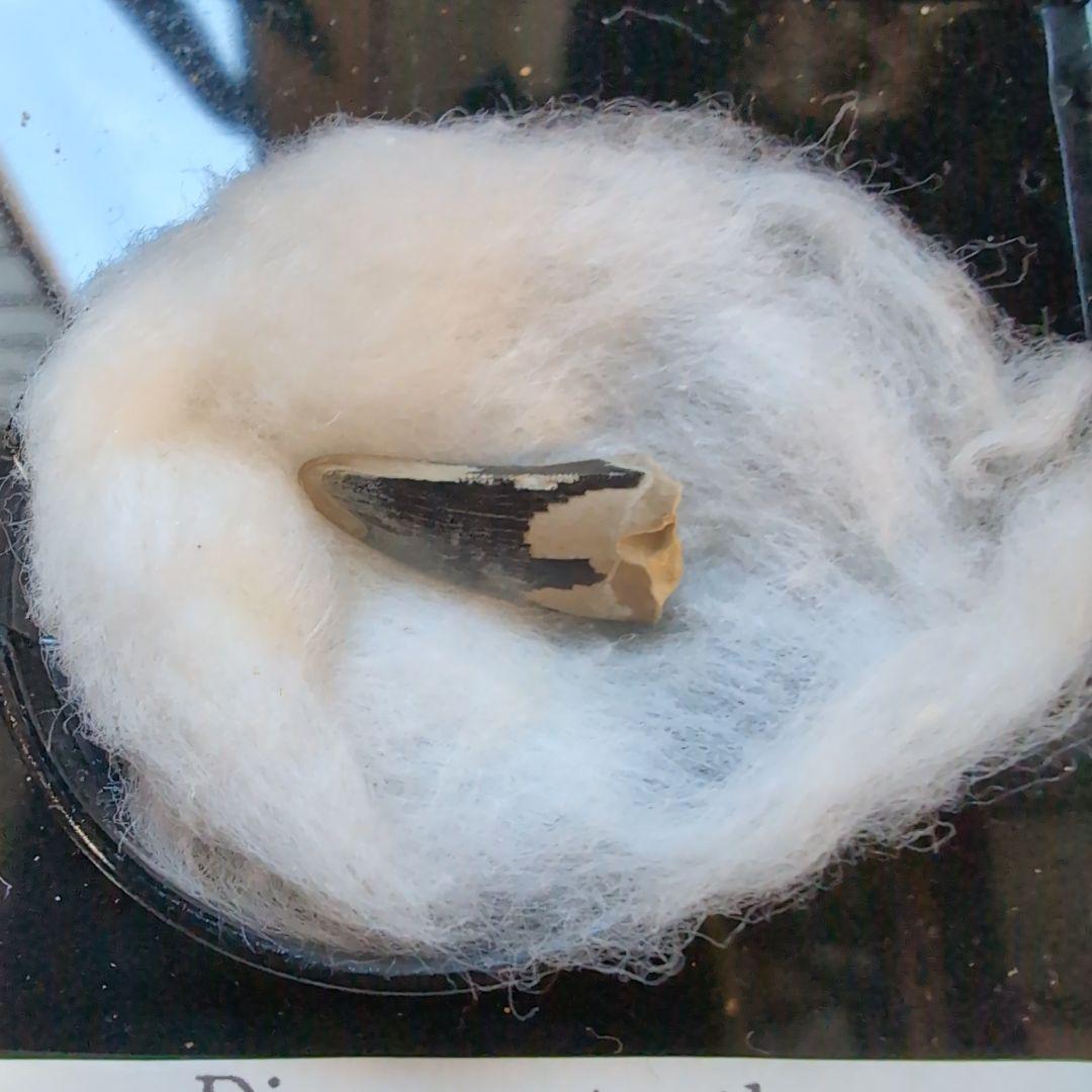 本物　小さな暴君　ディノサウルス(ナノティラヌス　ランセンス)　歯化石