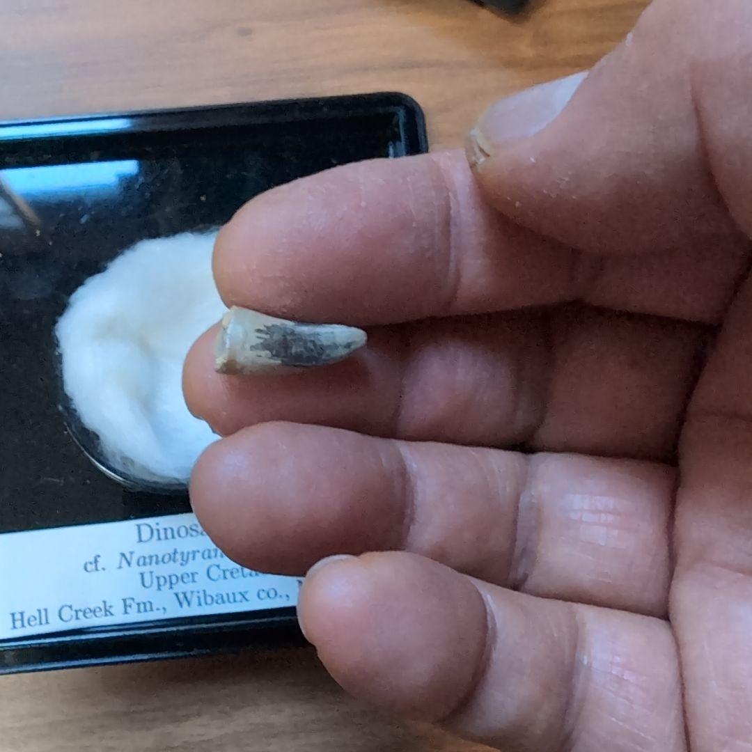 本物　小さな暴君　ディノサウルス(ナノティラヌス　ランセンス)　歯化石