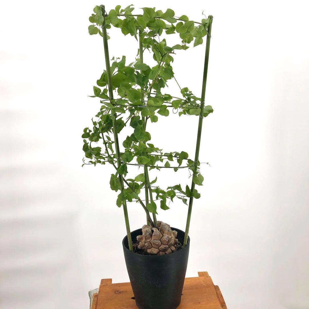 ① アフリカ亀甲竜　5号