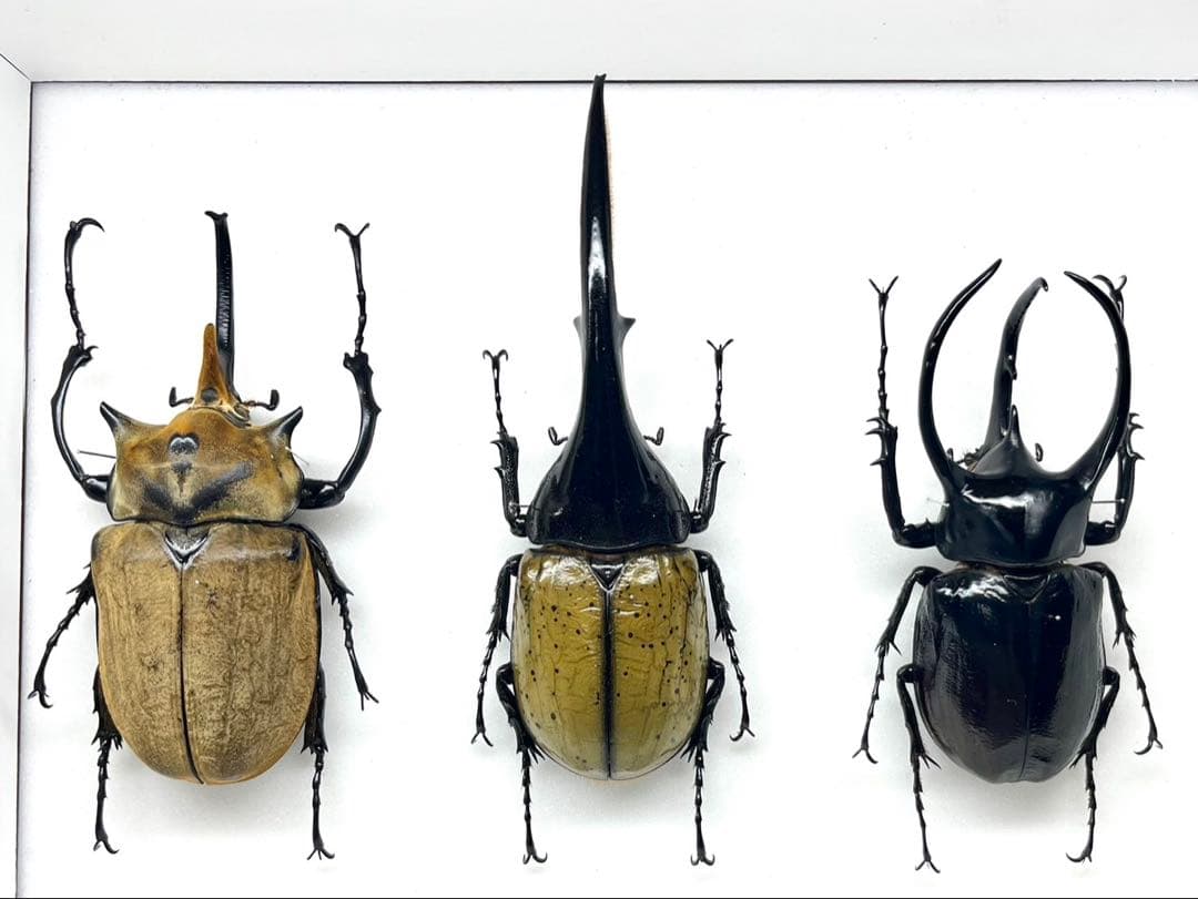外国産カブト　3種　標本　ヘラクレス　エレファス　コーカサス