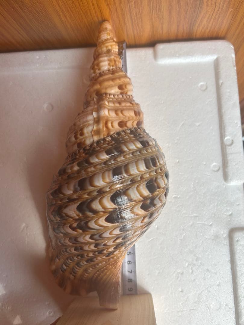 法螺貝　特別な色合い 29.5cm