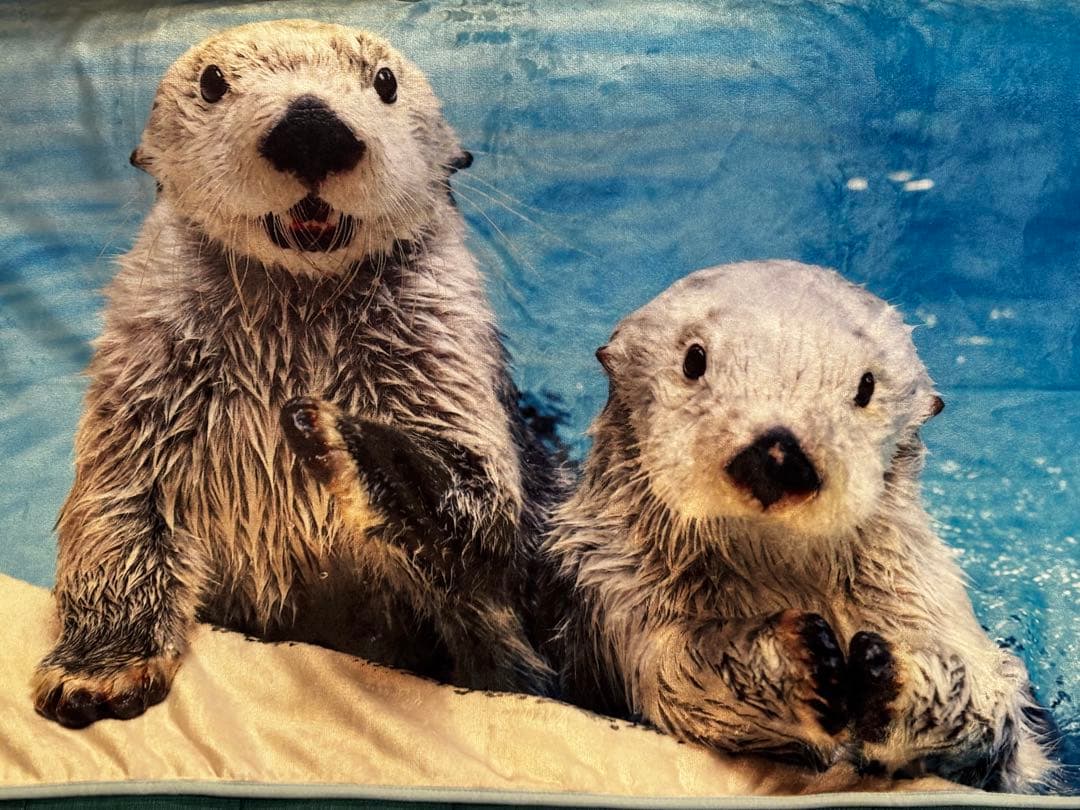 鳥羽水族館　ラッコメモリアルBOOK &ブランケット