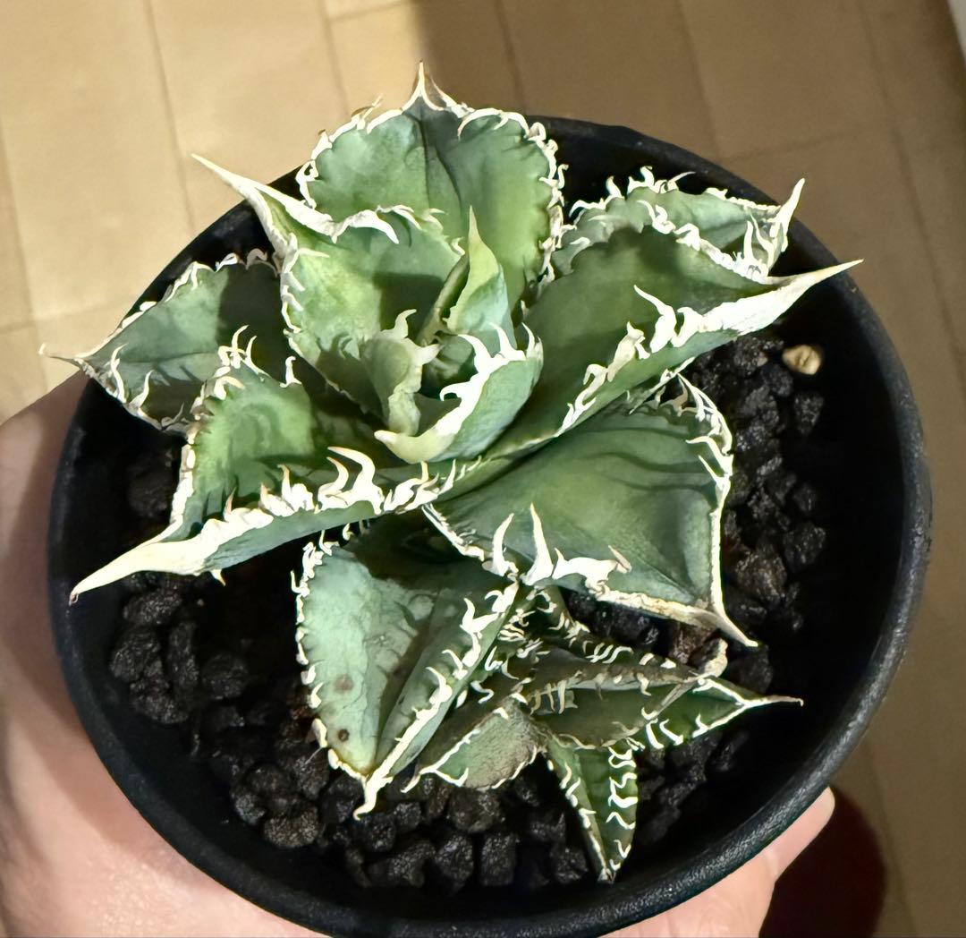 【鉢ごと発送】アガベ チタノタ 大白鯊 発根済み【独特な鋸歯・子株多数】