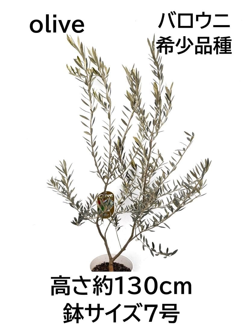 オリーブの木　バロウニ　7号　約130cm　K-306　希少品種　現品掲載