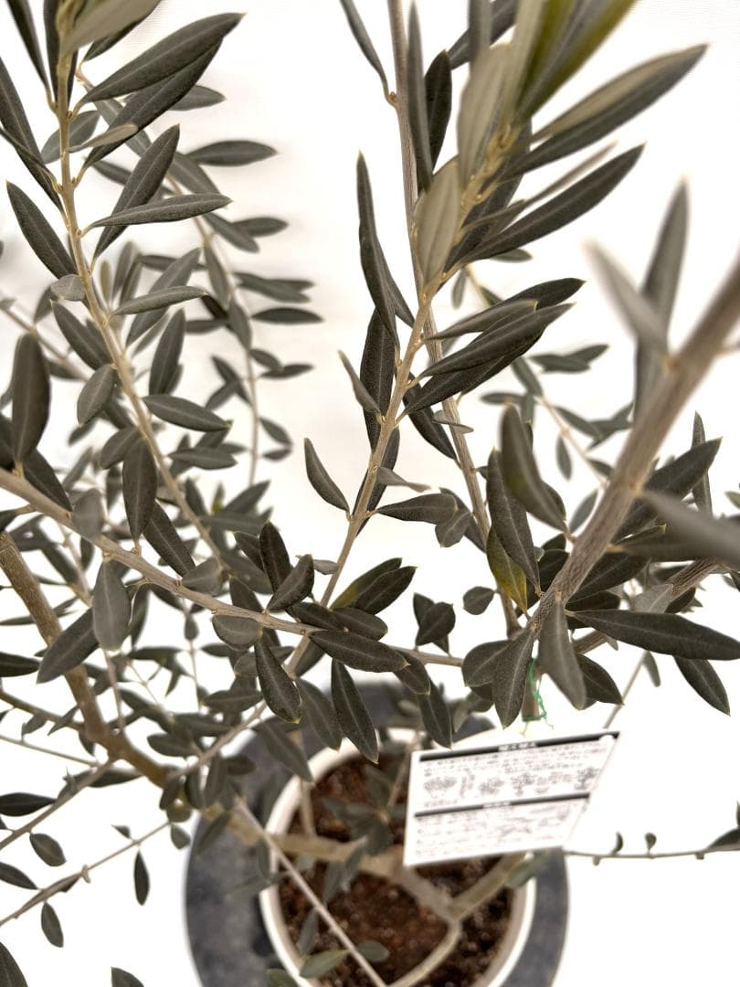 オリーブの木　バロウニ　7号　約130cm　K-306　希少品種　現品掲載