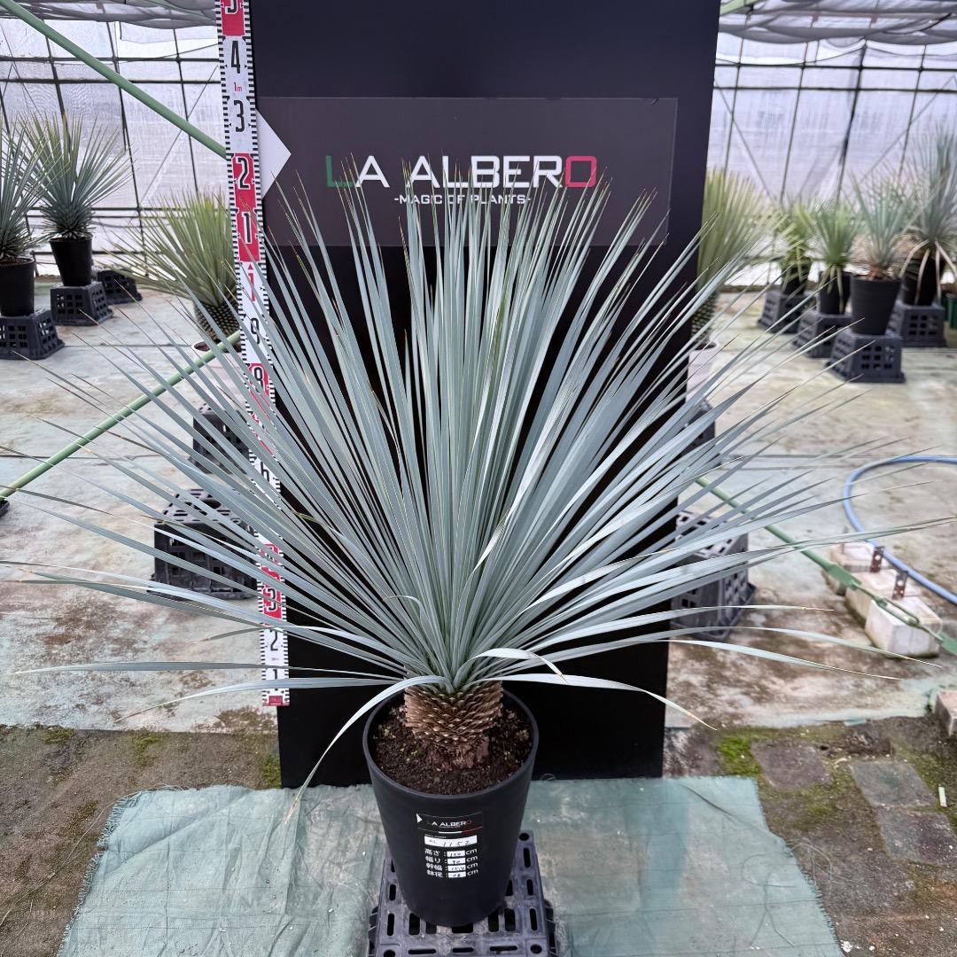 【AL1152】ユッカ　ロストラータ　ランチョブルー　数量限定