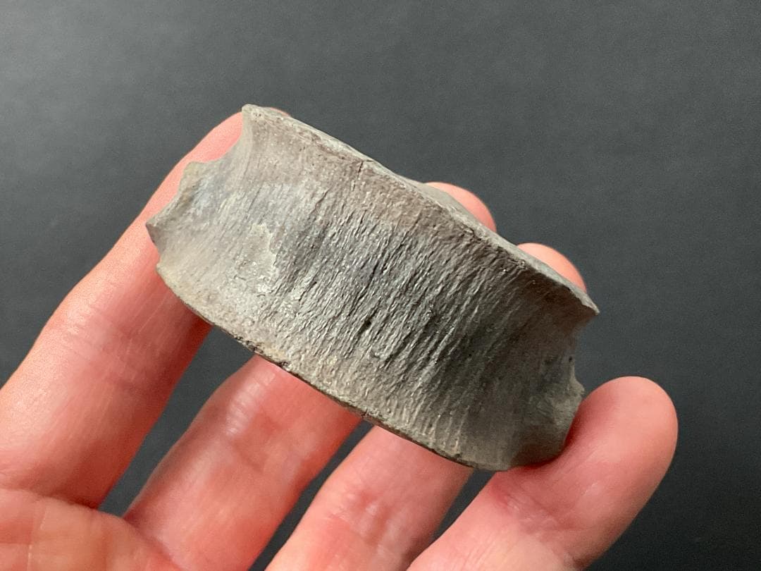 首長竜 化石 プレシオサウルス [PS28] 椎骨 クビナガリュウ 恐竜