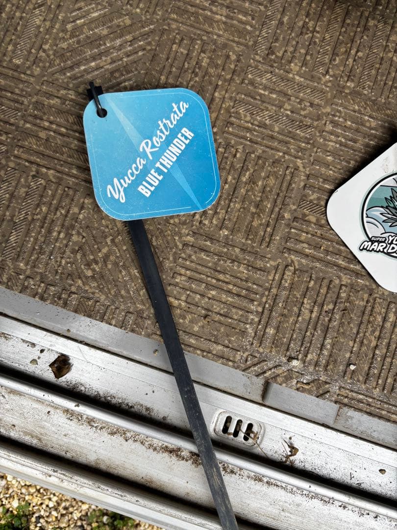 いぬ　太株　ユッカロストラータ　ブルーサンダー　タグ付き