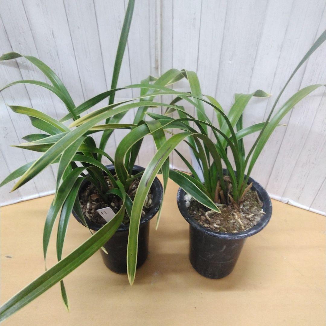 しみもか　キンリョウヘン　日月　常盤錦　花芽付　4号鉢　４個セット