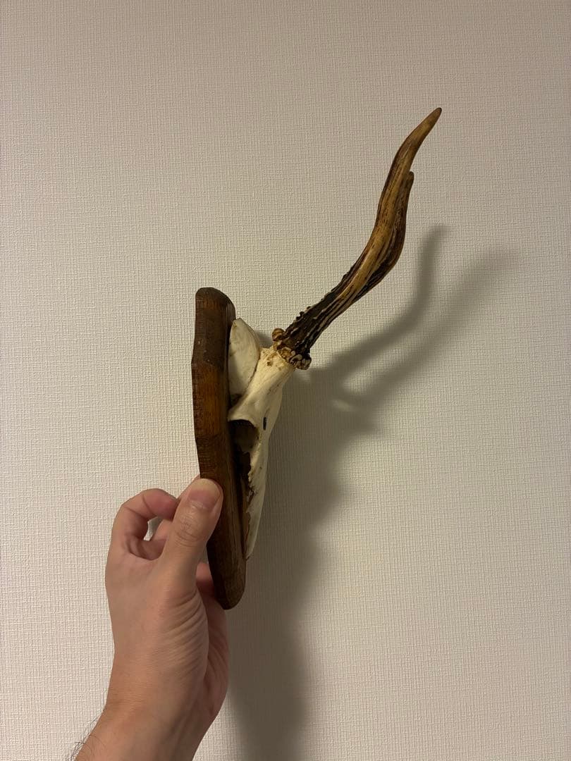 ブロカント アンティーク ハンティングトロフィー 鹿角 オブジェ