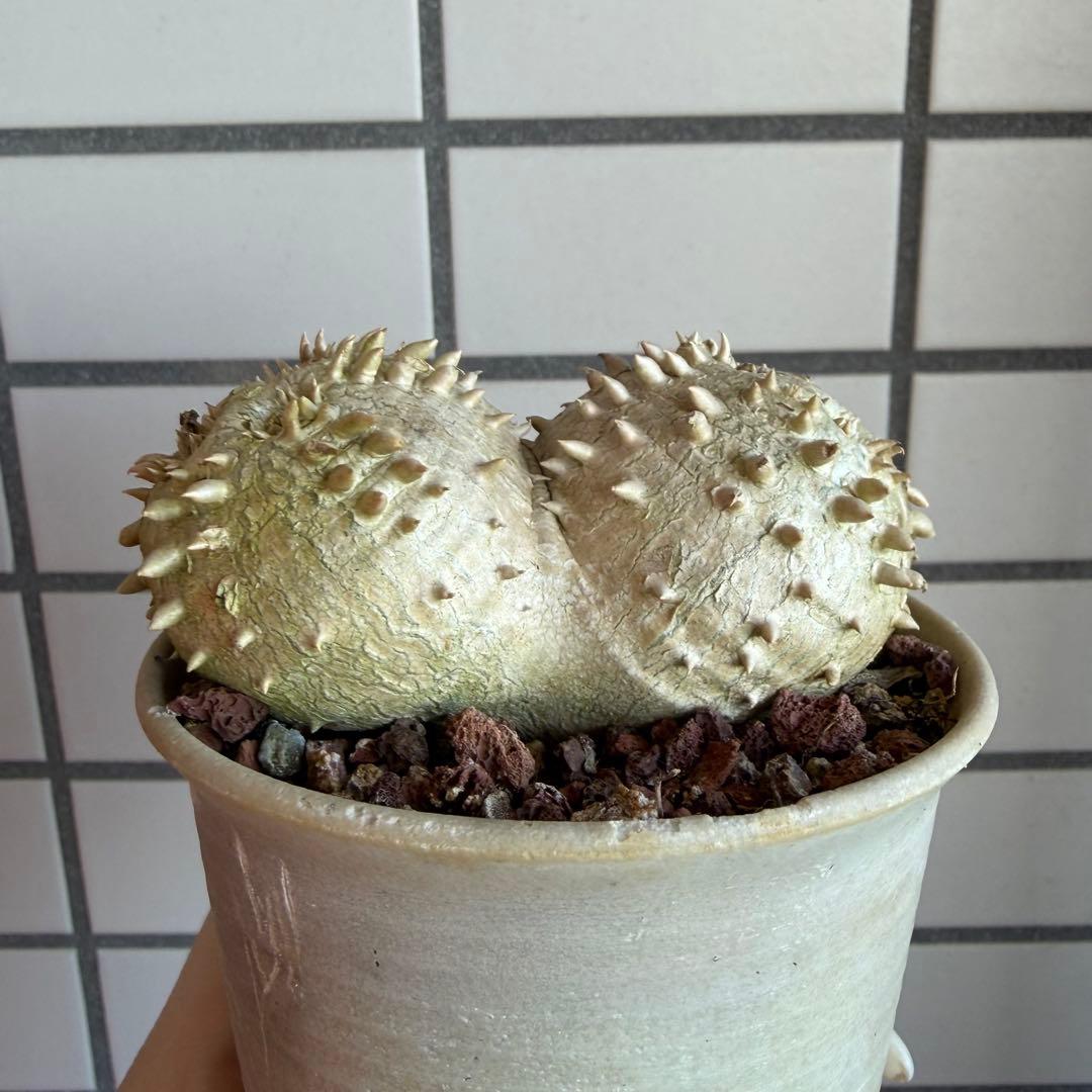 g*9様 【鉢付き】 パキポディウム ブレビカウレ 実生 ダブルヘッド 恵比寿笑