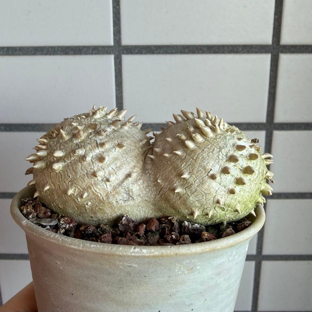 g*9様 【鉢付き】 パキポディウム ブレビカウレ 実生 ダブルヘッド 恵比寿笑