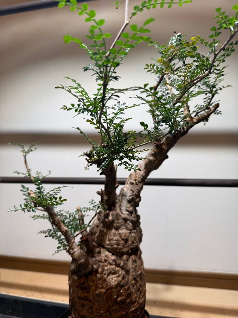 オペルクリアパキプス　現地球　発根済