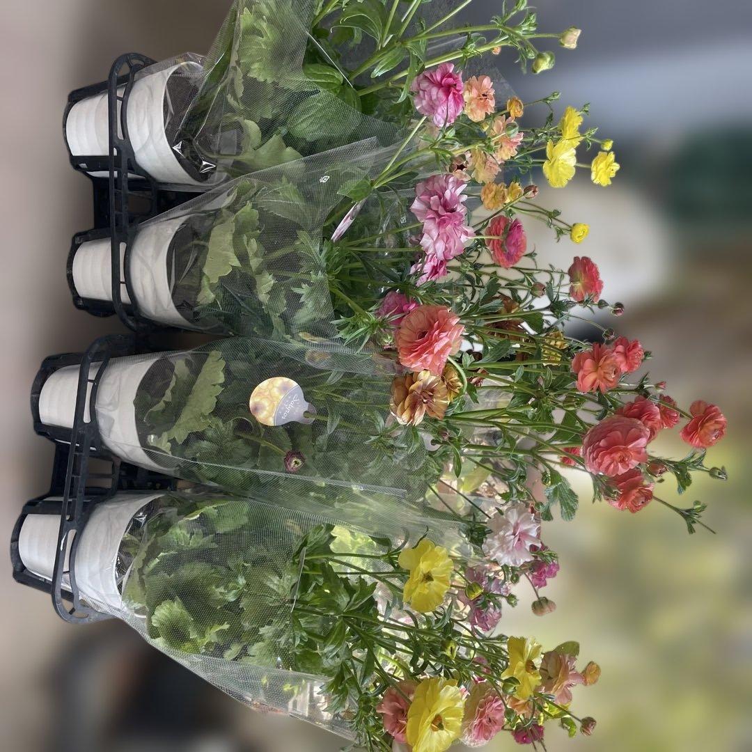 ぱるる　ラナンキュラス　ラックス　全6種類　　5号化粧鉢　　大苗