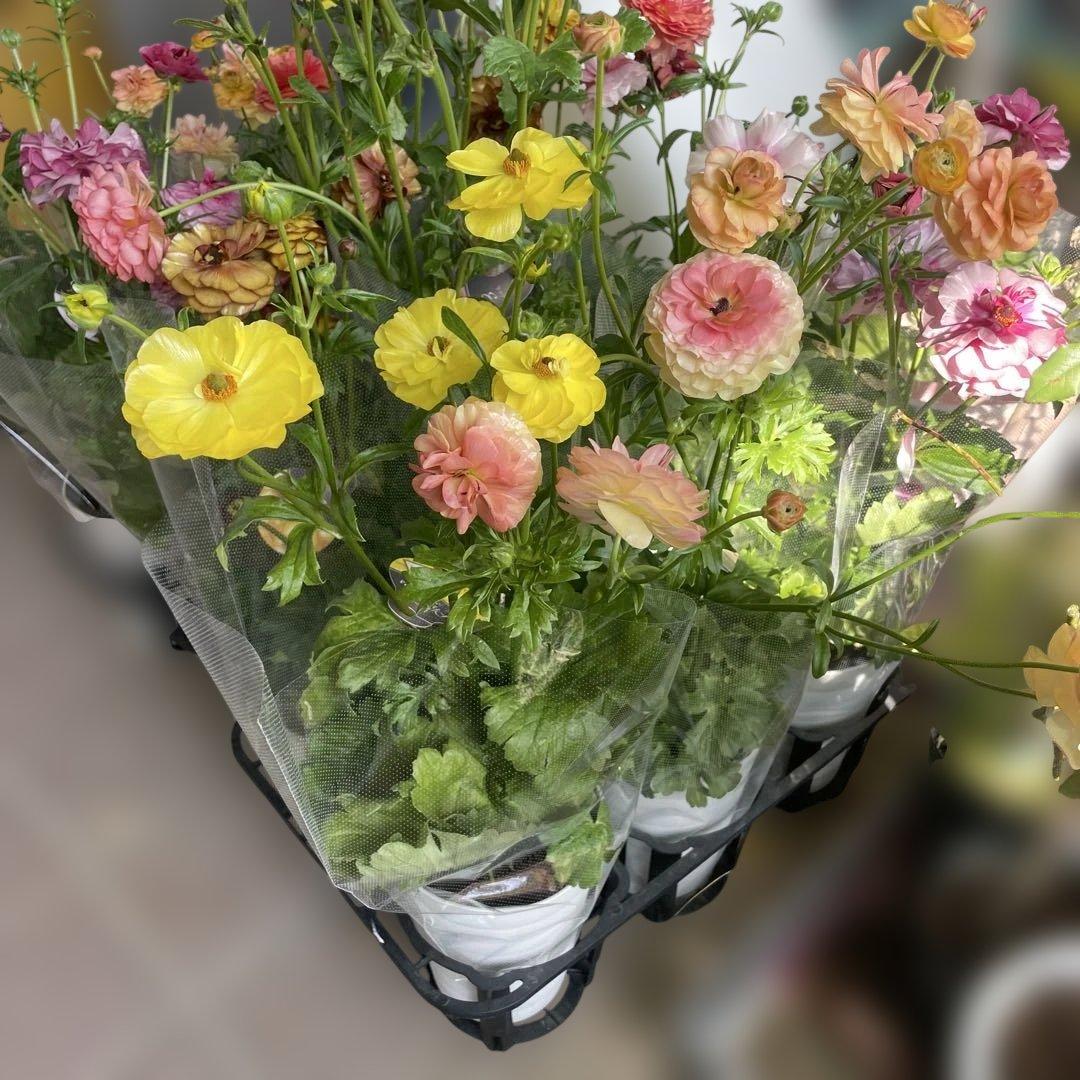 ぱるる　ラナンキュラス　ラックス　全6種類　　5号化粧鉢　　大苗