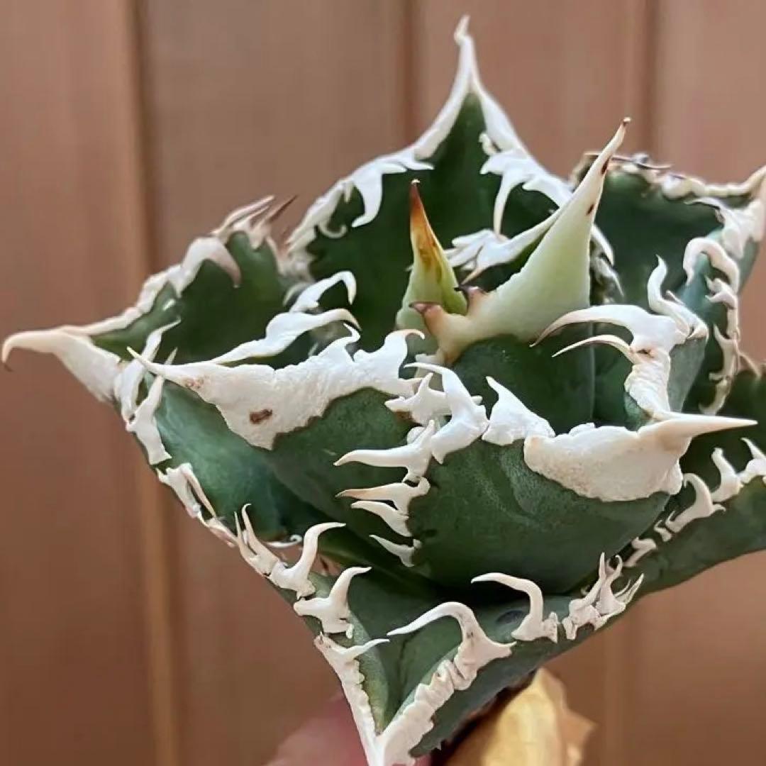 【初売り】57 匿名配送　選抜　太棘　特選　アガベ　チタノタ　白豪刺TC ①