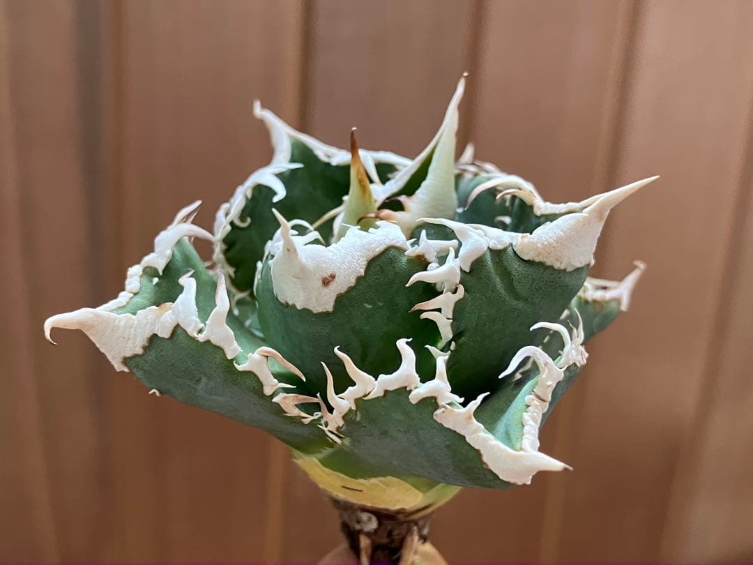 【初売り】57 匿名配送　選抜　太棘　特選　アガベ　チタノタ　白豪刺TC ①