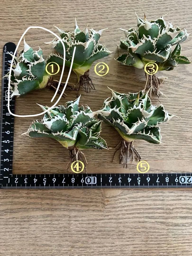 【初売り】57 匿名配送　選抜　太棘　特選　アガベ　チタノタ　白豪刺TC ①