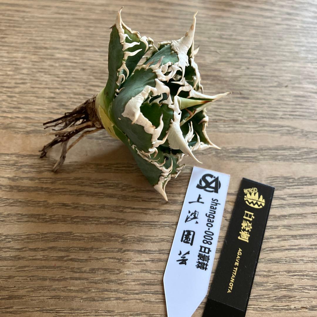 【初売り】57 匿名配送　選抜　太棘　特選　アガベ　チタノタ　白豪刺TC ①