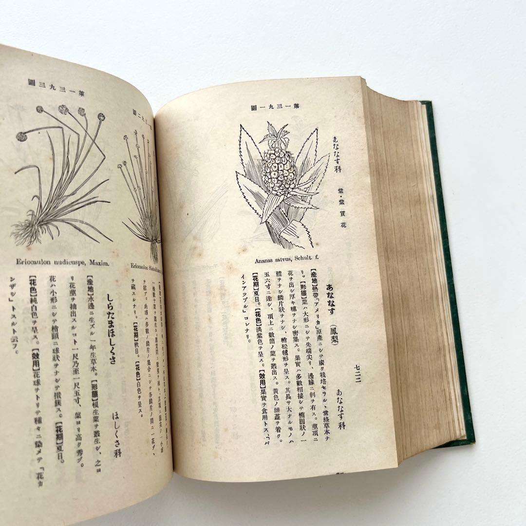 日本植物図鑑　牧野富太郎　北隆館　1925年初版