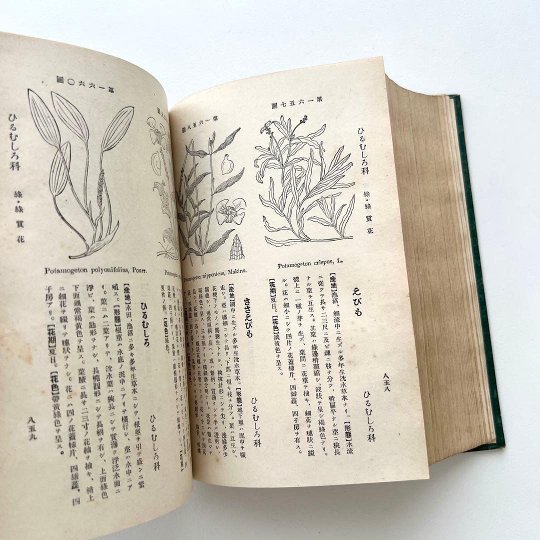 日本植物図鑑　牧野富太郎　北隆館　1925年初版