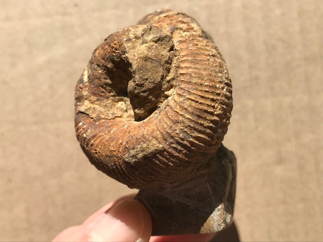 【限定価格】マダガスカル産　異常巻きアンモナイト化石（ノストセラス）　稀少