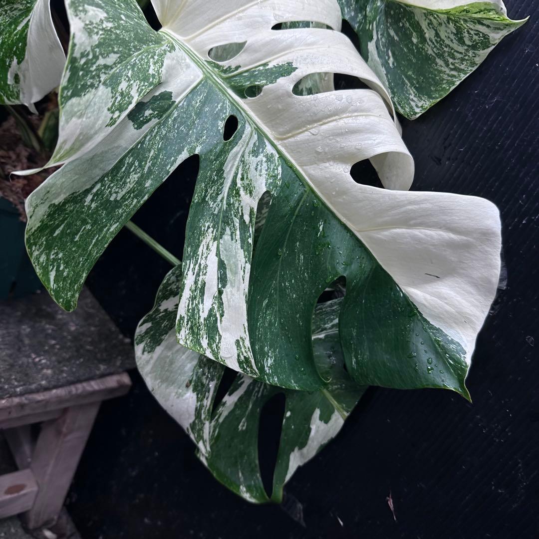 斑入りモンステラ ホワイトタイガー極美大株70cm白斑多