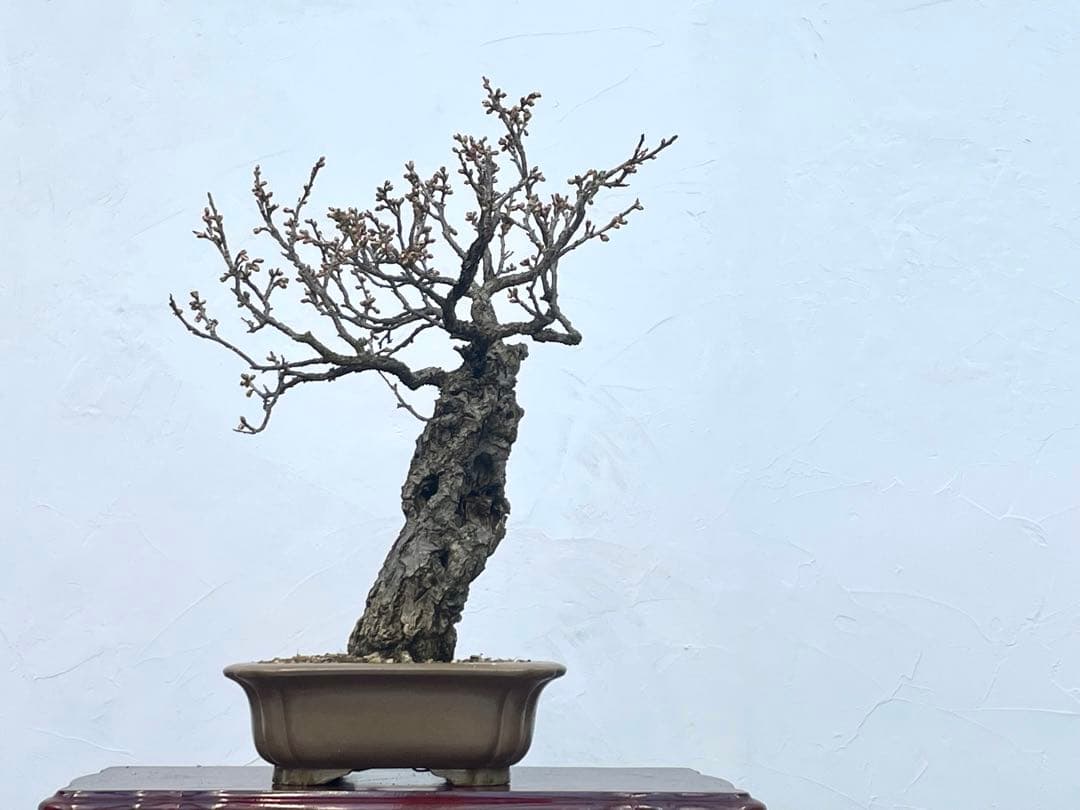 三河盆栽　野梅　ヤバイ　梅　盆栽　花物　白花　極古　荒皮　サバ幹　太幹　古木