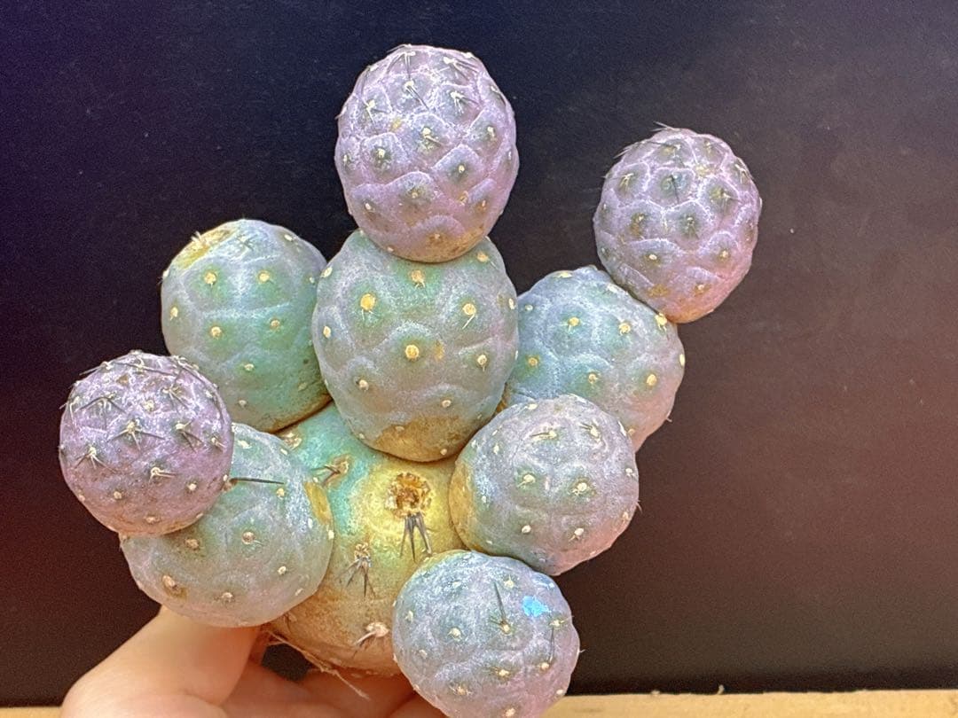 お*髭様 M-2047テフロカクタス ゲオメトリクスサボテン多頭ピンク色付き