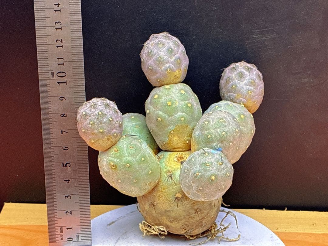 お*髭様 M-2047テフロカクタス ゲオメトリクスサボテン多頭ピンク色付き