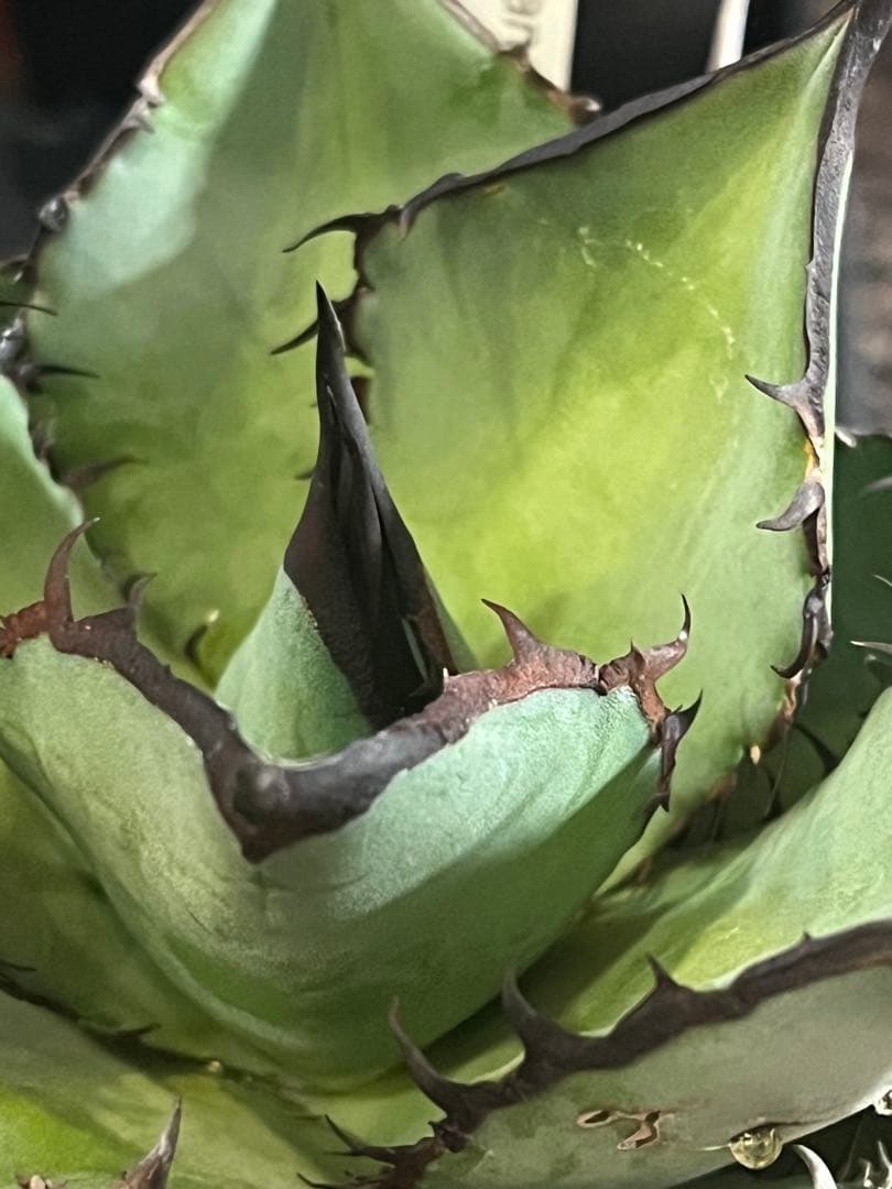 ワン太郎アガベ 9個セット販売 シーザー　パンダ　ライオンズメーン