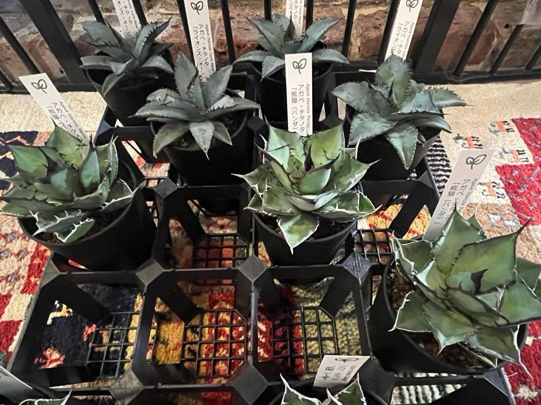 ワン太郎アガベ 9個セット販売 シーザー　パンダ　ライオンズメーン