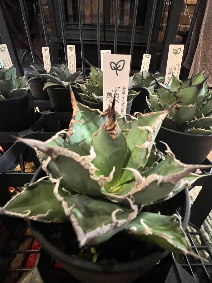 ワン太郎アガベ 9個セット販売 シーザー　パンダ　ライオンズメーン