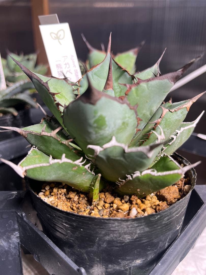 ワン太郎アガベ 9個セット販売 シーザー　パンダ　ライオンズメーン