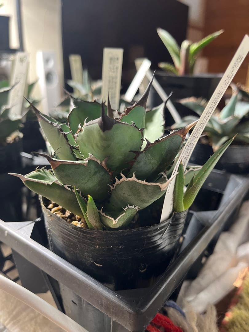 ワン太郎アガベ 9個セット販売 シーザー　パンダ　ライオンズメーン