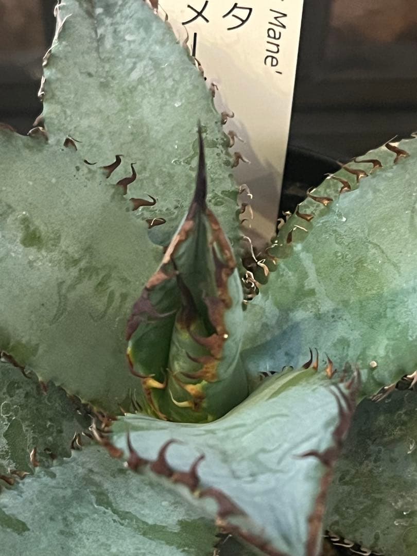 ワン太郎アガベ 9個セット販売 シーザー　パンダ　ライオンズメーン