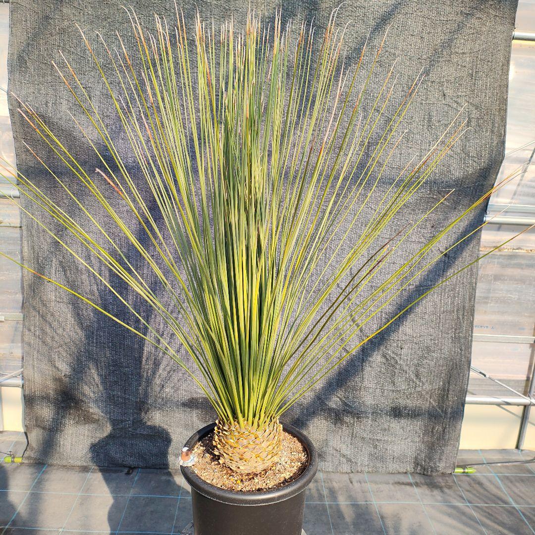 ダシリリオン　ロンギシマム