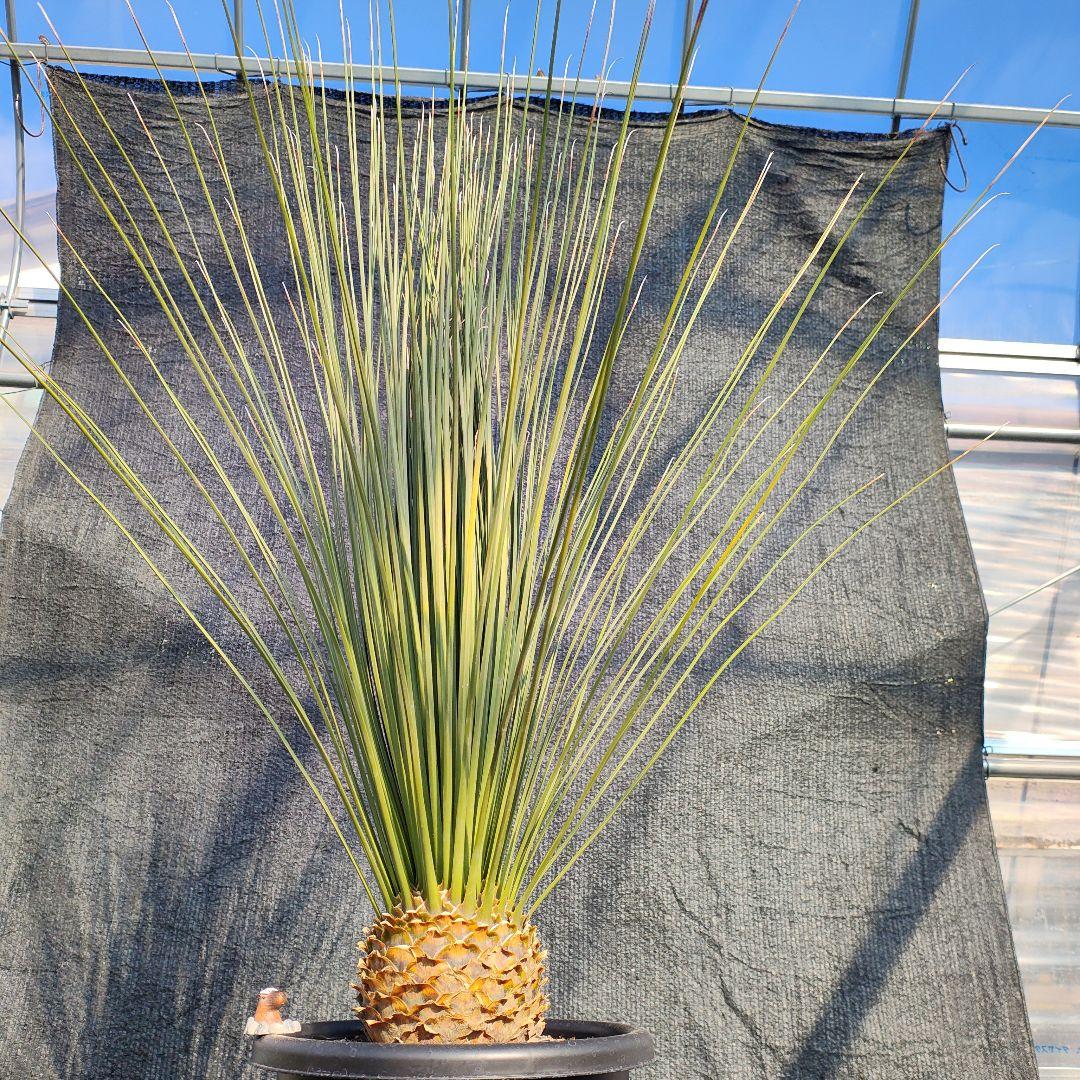 ダシリリオン　ロンギシマム